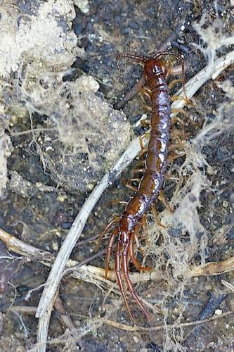 Réf. 137 636 : Lithobius sp.