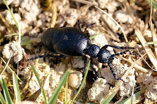 Réf. 137 376 : Meloe sp.