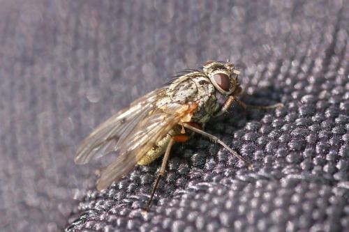 Phaonia tuguriorum