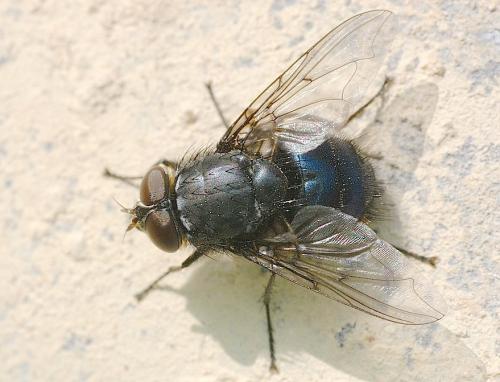 Réf. 137 379 : Calliphora sp.