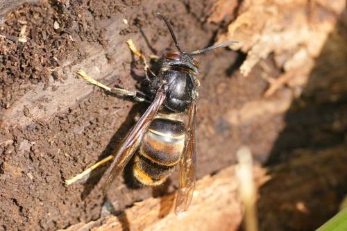 Vespa velutina