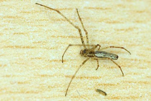 Tetragnatha sp.
