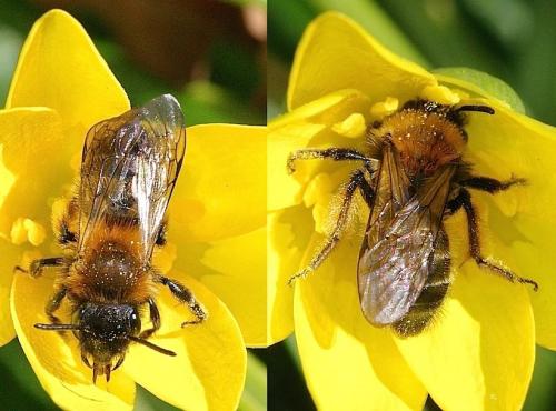 Réf. 137 626 : Andrena bicolor