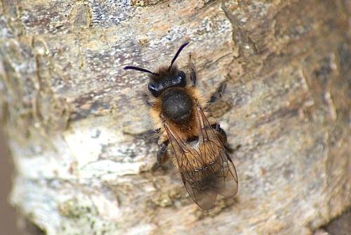 Andrena sp.