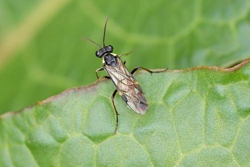 Aglaostigma sp.