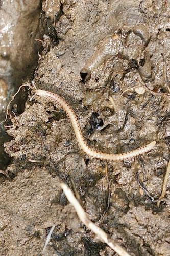 Blaniulus guttulatus