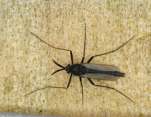 Réf. 137 699 : Orthocladiinae inconnu