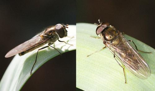 Meliscaeva auricollis