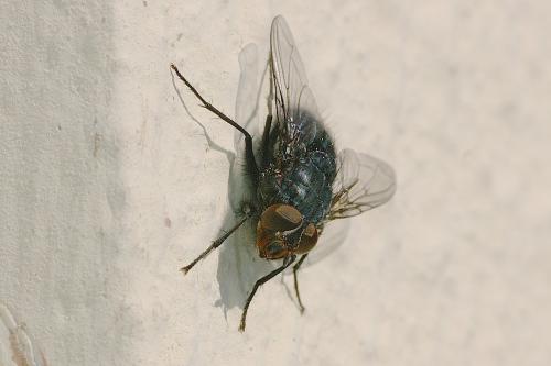 Calliphora vicina