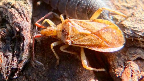 Réf. 137 859 : Ceraleptus sp.