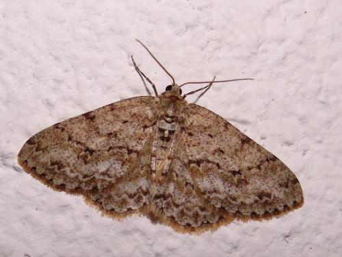 Réf. 137 453 : Ectropis crepuscularia