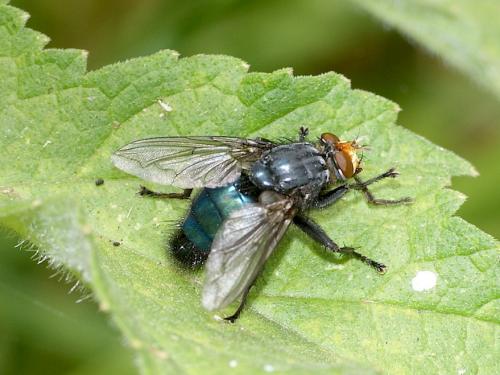 Cynomya mortuorum