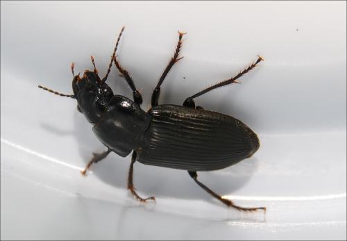 Anisodactylus signatus