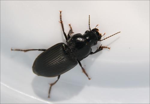 Anisodactylus signatus