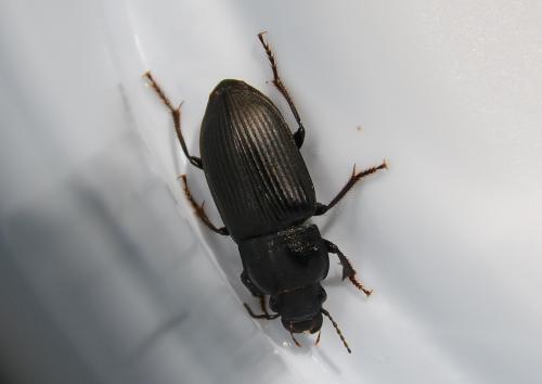 Anisodactylus signatus