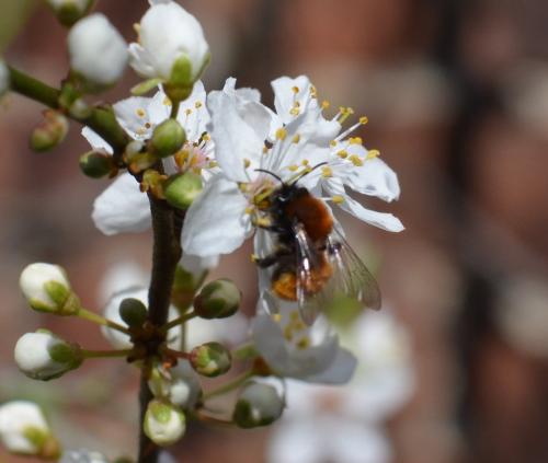 Andrena fulva