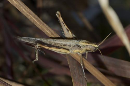 Schistocerca sp.