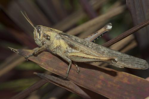Schistocerca sp.
