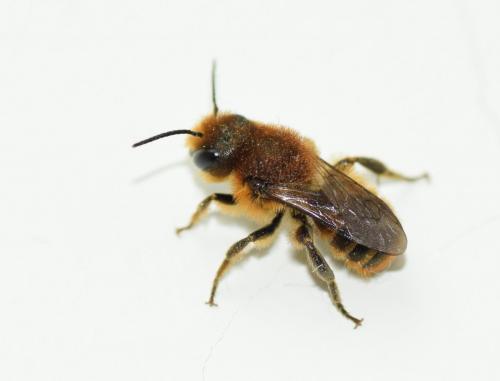 Osmia sp.