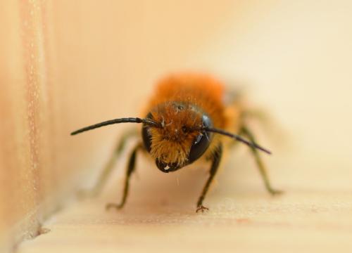 Osmia sp.