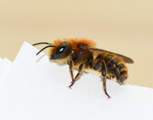 Osmia sp.