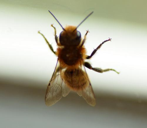 Osmia sp.