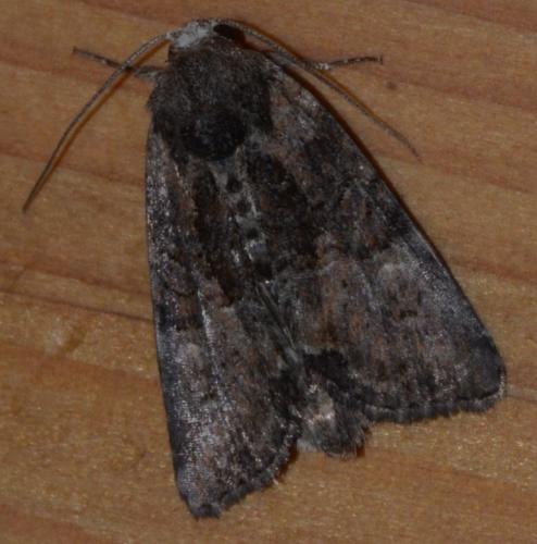 Mesoligia furuncula