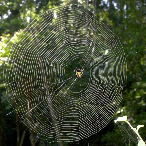 Réf. 137 830 : Gasteracantha sp.