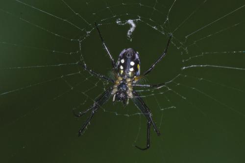 Leucauge sp.