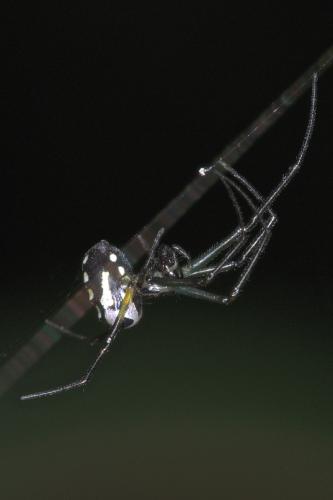 Leucauge sp.