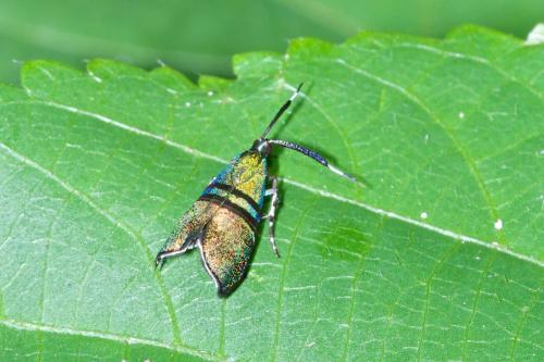 Saptha beryllitis