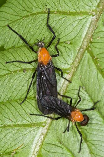 Plecia sp.