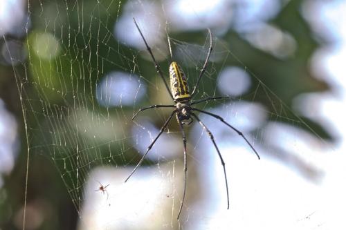 Nephila sp.