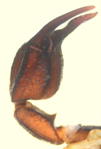 Euscorpius flavicaudis