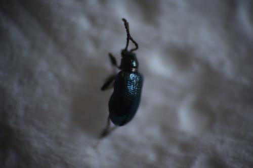 Oulema sp.