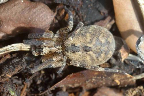 Zoropsis sp.
