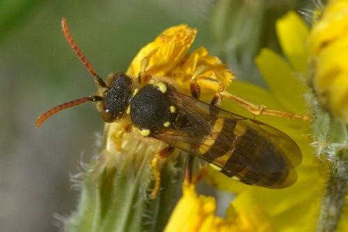 Nomada sp.
