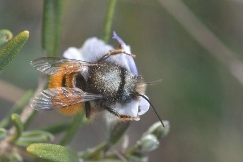 Osmia cornuta