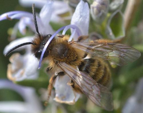 Andrena nigroaenea