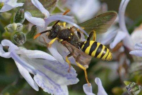 Nomada sp.