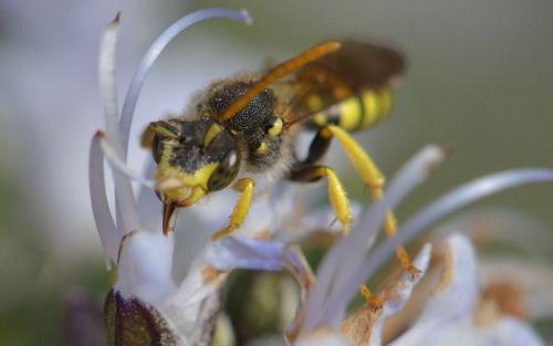 Nomada sp.