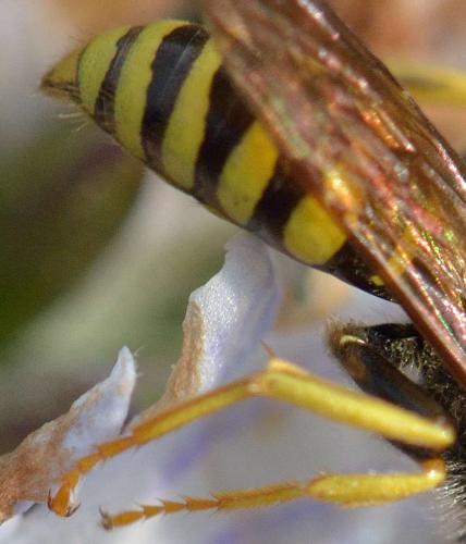 Nomada sp.