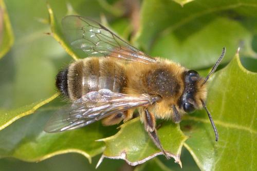 Andrena nigroaenea