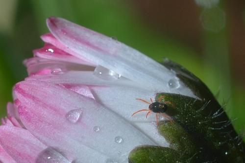 Penthaleus sp.