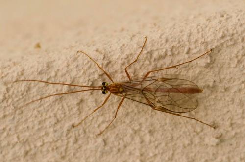 Ophion variegatus