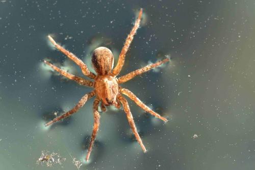 Trochosa sp.