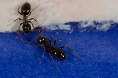 Réf. 137 723 : Lasius sp.