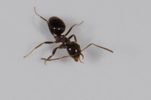 Réf. 137 724 : Lasius sp.