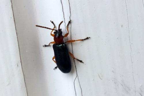 Oulema sp.