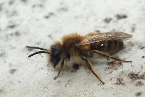 Réf. 137 898 : Andrena sp.